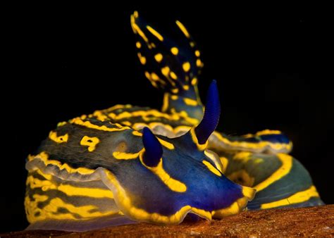 🔥 There are over 3,000 species of nudibranch or sea slug, many of them in dazzling colors. They ...