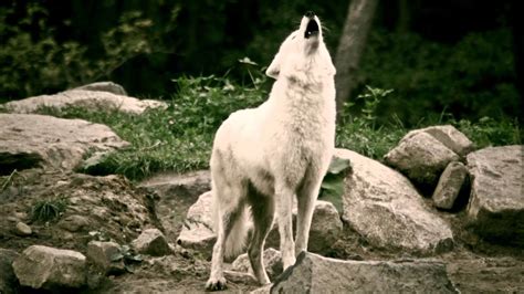 Image result for Beautiful Wolves Howling