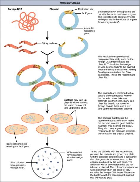Cloning 的图像结果