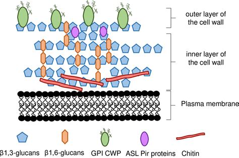 Cell Structure GCSE 的图像结果