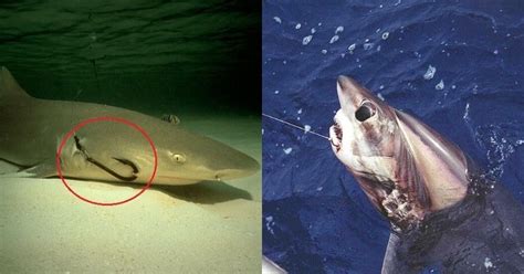 Millions Of Sharks Silently Suffer In Pain As They Have Fishhooks Stuck ...