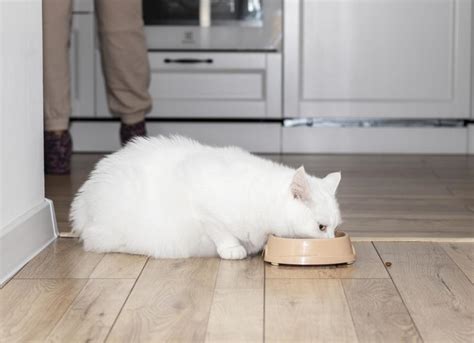 Obesity in Cats: Signs, Causes, and Treatment | PetMD