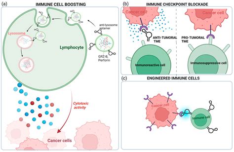 Aptamer-Based Strategies to Boost Immunotherapy in TNBC