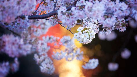 Bing Wallpaper Cherry Blossom 的图像结果