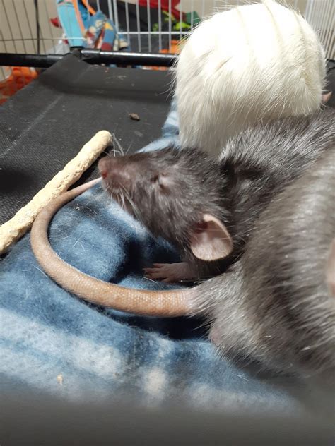 The definition of Eepy 😴 (+ his photobombing brother) : r/RATS