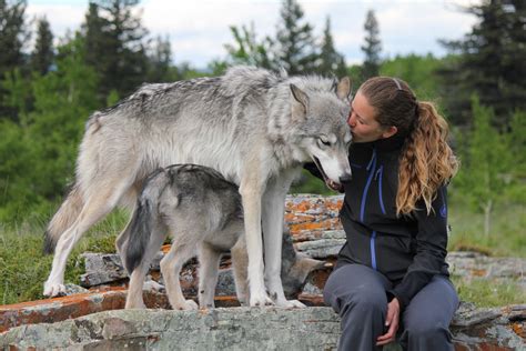 Running With Wolves – The Story of the Yamnuska Wolfdog Sanctuary