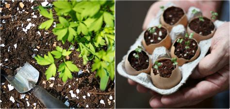 What Are Egg Shell Good For at Fernande Frank blog