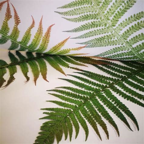 About Me - Lynn Bailey Printmaker