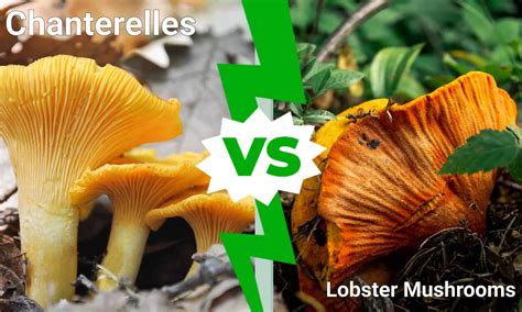 Chanterelles vs. Lobster Mushrooms - A-Z Animals