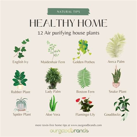 How Much Do Plants Improve Air Quality at Mike Fahey blog