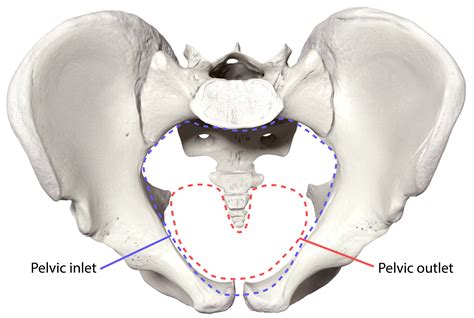 6.8: The Pelvic Girdle and Pelvis - Medicine LibreTexts