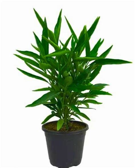 Buy Sukh Shanti Plant Online in Delhi | Shop Lucky Plants