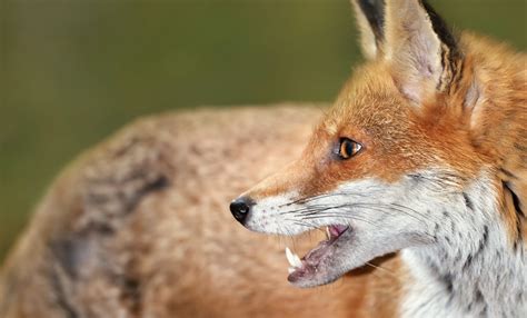 What Do Foxes Eat? - Advice from the Scottish SPCA