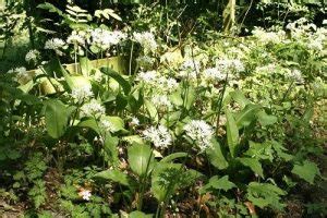 Image result for Planting Spring Garlic