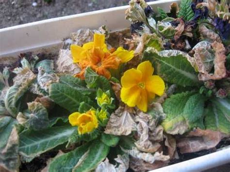 Çuha Çiçeği (Primula sp.) - Page 7 - agaclar.net