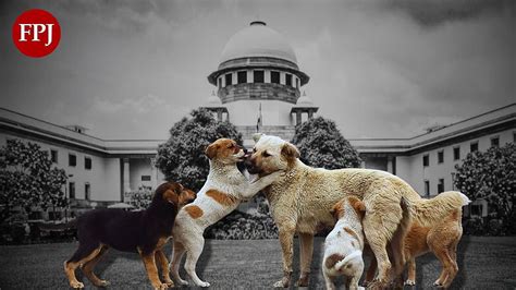 Supreme Court Modifies Order On Blanket Removal Of Stray Dogs From ...