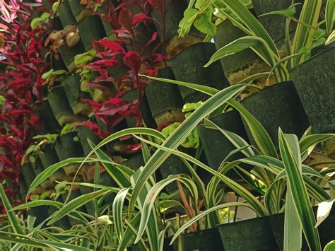 A Complete Guide to Vertical Gardens in Mumbai Apartments – Ugaoo