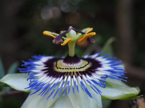 Blue Passion Flower (Passiflora Caerulea): A Fine Vine - Gardendi