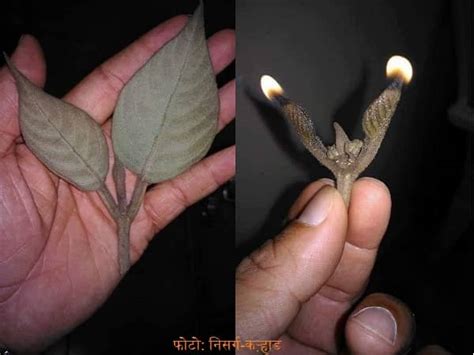 प्रियंगू या पांडव बत्ती (Large-Leaf Beauty Berry)