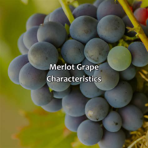 What Color Is Merlot - colorscombo.com