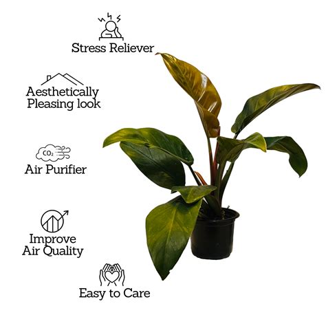 Philodendron Red Congo - Live Plant (Home & Graden) – Hug A Plant
