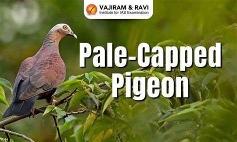 Pale-Capped Pigeon, Habitat, Features, IUCN Status, Latest News