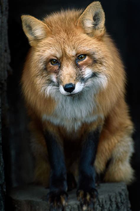 Fire Fox Animal Facts at Bobbie Tony blog