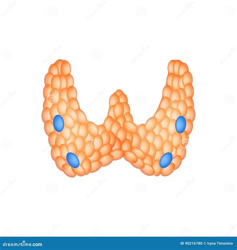 Anatomical Structure of the Thyroid and Parathyroid Gland. Infographics Stock Vector ...