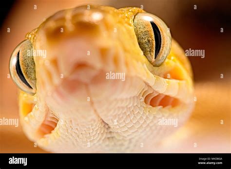 Amazon Tree Python 的图像结果