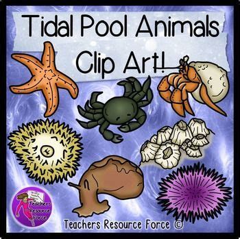 Image result for Tidal Pool Creatures