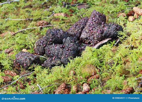Grizzly Bear Poop stock image. Image of droppings, tracking - 59834511
