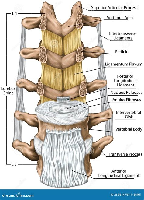 Ligament Longitudinal Posterior