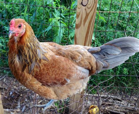 Easter Eggers | Backyard Chickens