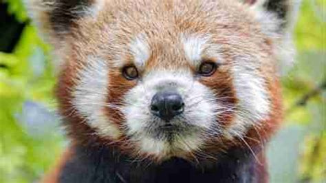 Red pandas poster Multicolor Photo Paper Print Poster Photographic ...