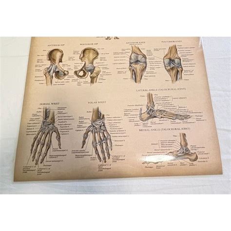 Anatomy of the Spine Ligaments Joints Poster Double Sided Medical Anatomy Chart - School ...