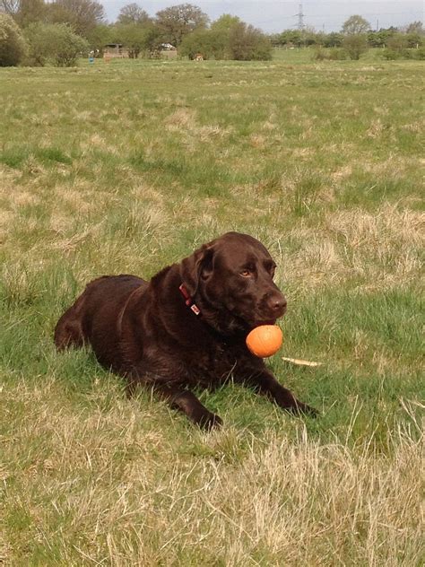 Chocolate Labrador - Free photo on Pixabay - Pixabay