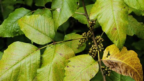 How to identify poison ivy, oak and sumac