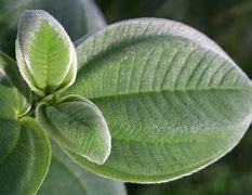 Image result for Fuzzy Leaf Plant with Purple Flowers