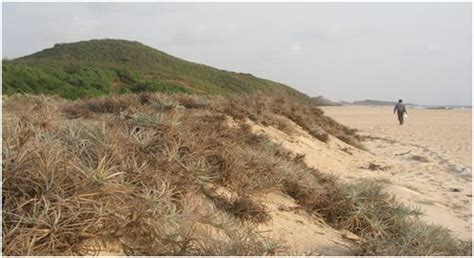 Green walls for Karnataka sea coast