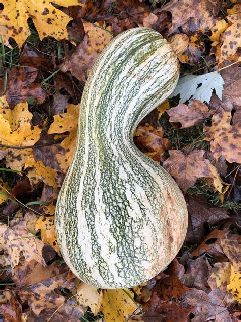 Northeast Native American Recipes (Maple & Squash Dishes)