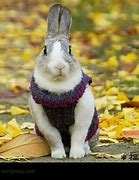 Image result for Newborn Wild Baby Bunnies