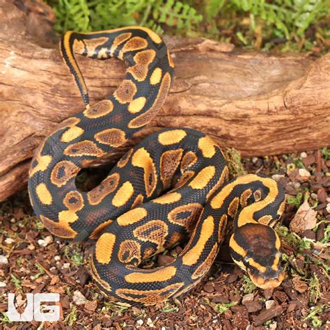 Image result for Ball Python 1 Year Old