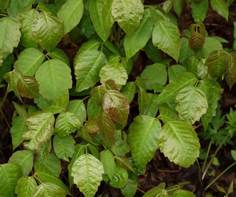 Poison Ivy Free Stock Photo - Public Domain Pictures