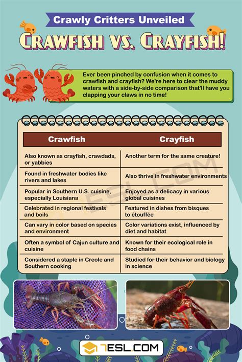 Crayfish Vs Crawfish Comparison Of Body Size And Chela Size Between