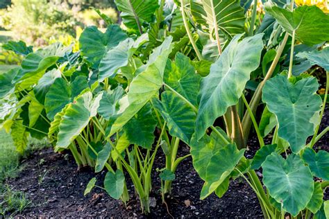 Elephant Ear Plant Varieties