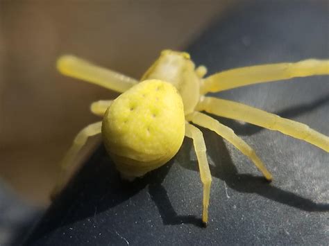 Goldenrod Crab Spider Yellow at Helen Williamson blog