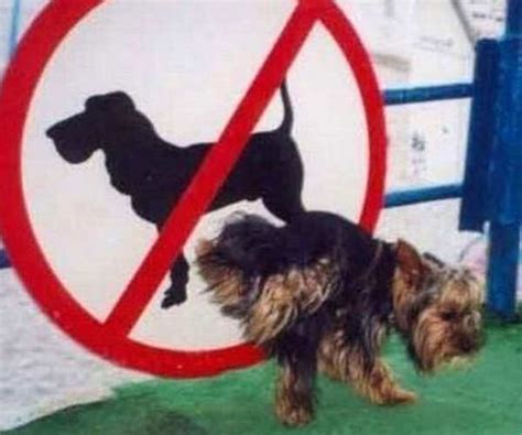 Funny Rule Breakers of All Time- The Etimes Photogallery Page 56