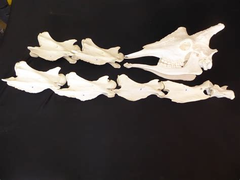 Giraffe Skull and Neck Replica - SkeletonsAndSkullsSuperstore