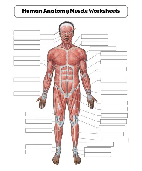 Free Printable Muscle Flashcards - FREE Printable A-Z