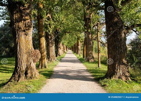 Ancient Trees, Alleyway with Footpath in Tartu, Estonia. Bright Sunny Summer Day. Stock Image ...
